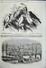 Original Old Antique Print