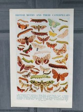 Vintage 1950s British Moths