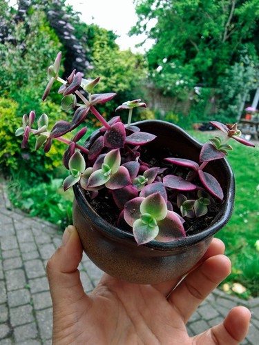 Crassula marginalis calico - crassula,