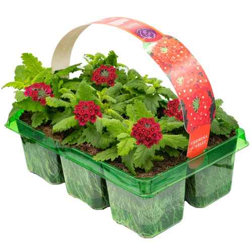 Verbena scarlet red - red, vigorous