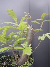 chunky  Oak Bonsai Tree