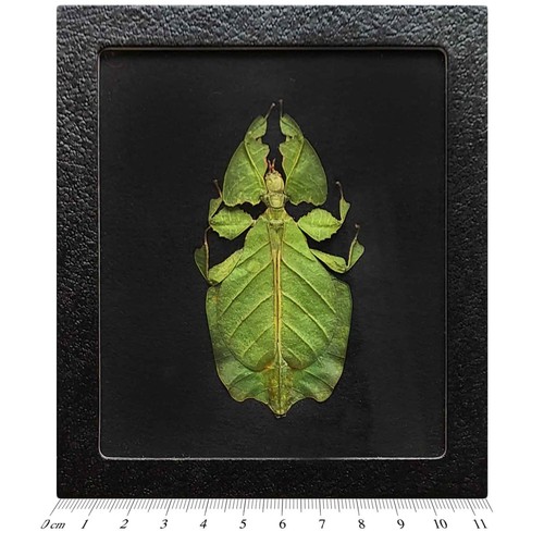 Phyllium pulchrifolium black - pulchrifolium,