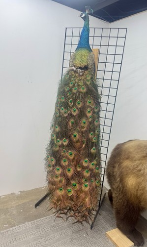 Beautiful blue peacock - beautiful,