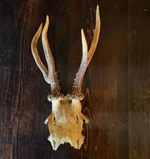 A Pair of EXMOOR ROE DEER STAG