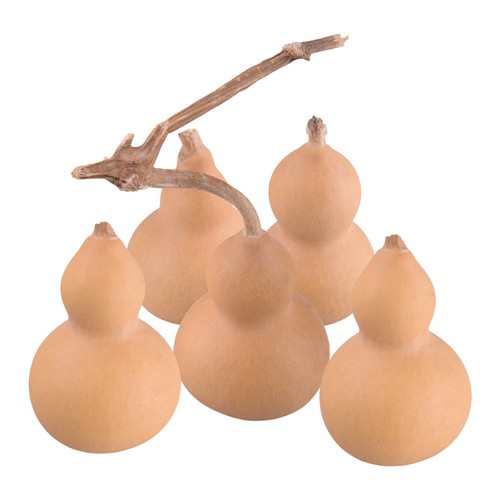 Natural bottle gourds - natural,