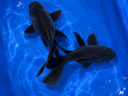 Black short body koi live - short, 7-8"