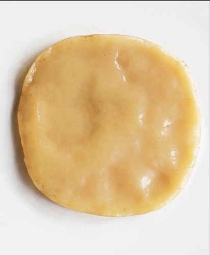 Organic kombucha starter scoby - starter,