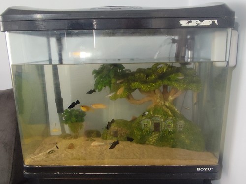 Boyu 50l glass freshwater - boyu,