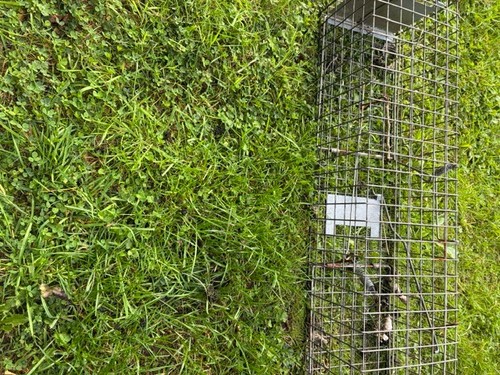 Minksquirrel trap