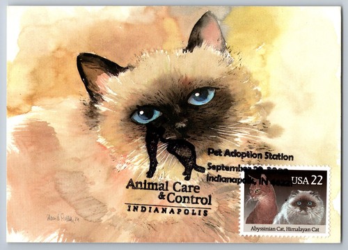 2373 cats abyssinian - cats,