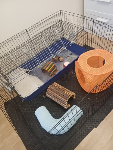 Guinea pig set - pig,