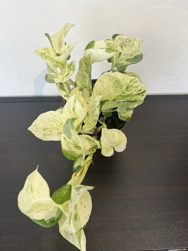 Epipremnum happy leaf pothos - happy,
