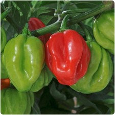 Hot Chilli Pepper  'Scotch