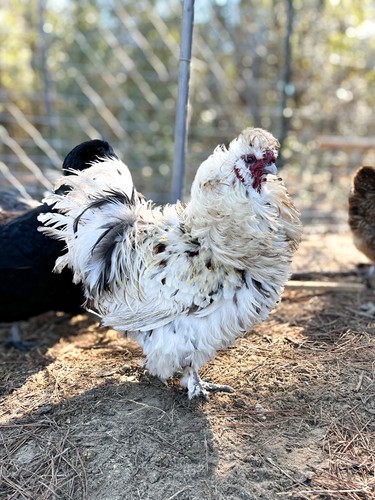 Frizzle mix fun pack - pack, chicken