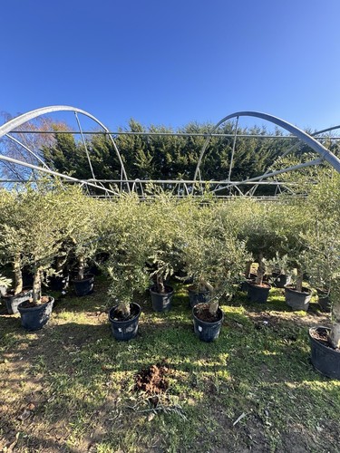 7ft wild olive tree - 6/7ft,