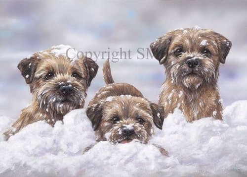 Border terrier christmas cards - border,