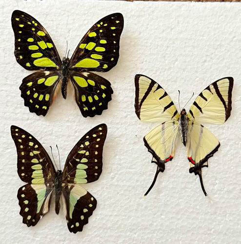 Entomology butterfly specimen - entomology,