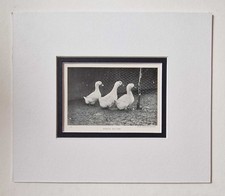 SPORT & GENERAL Pekin Ducks, 1918 Poultry Farming Photo Print