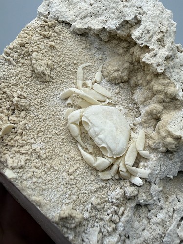 Authentic fossil crab potamon - authentic,