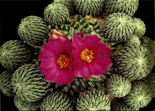Cactus pelecyphora - cactus,,