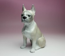 Boston Terrier Cream & White