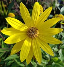 50 Helianthus  Perennial Sunflower bare roots Plants, ready for planting.