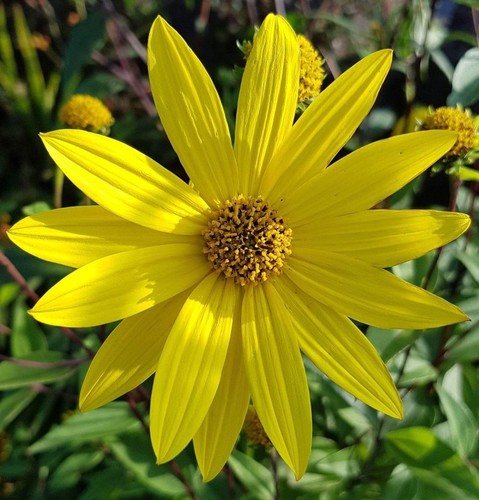 Helianthus perennial - ,