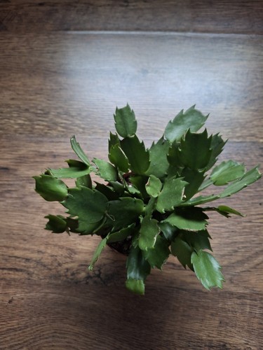 Christmas cactus - cactus, (pink)