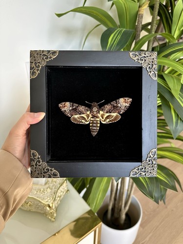 Framed death head moth - framed,