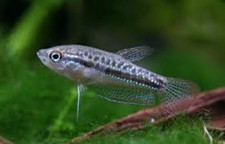 4-Pack Sparkling Gourami Live