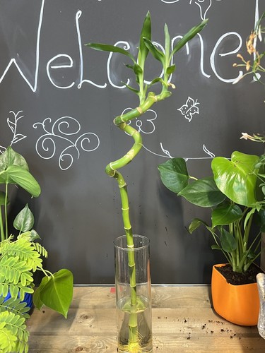 60cm lucky bamboo canes - bamboo,
