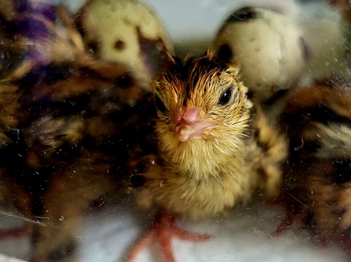Quail hatching eggs - eggs, x12