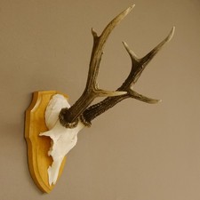Deer Antlers Buck 6 Points G 321 g Deer Antlers Buck Horn Trophy Plaque 607.145