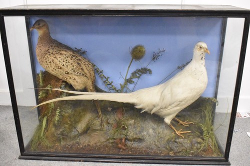 Vintage taxidermy albino white - albino,
