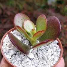  Jade Money Plant Crassula