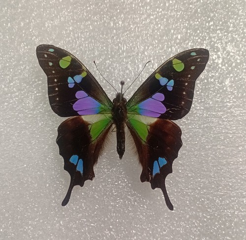 Purple spotted swallowtail - purple,