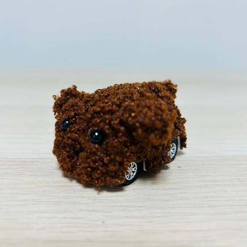 Rare toy poodle miniature - [rare],