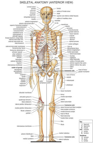 Human skeletal anatomy - skeletal, medical