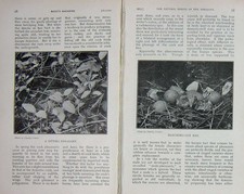 Original Old Antique Print 1913 Pheasant Eggs Nest Bracken Photograph Country