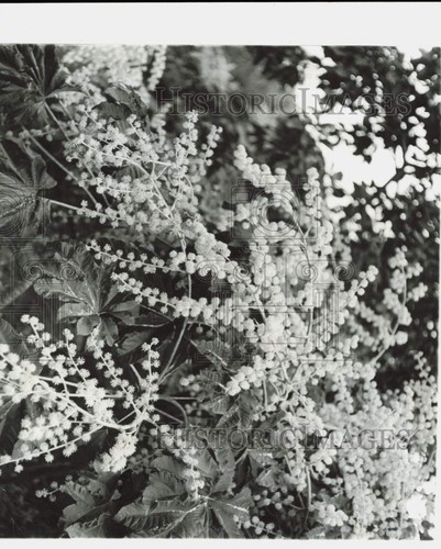 1960 press photo chinese - 1960,