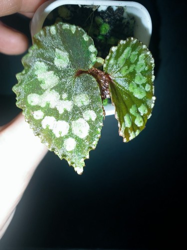 Rare begonia kalimantan - rare,