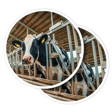2x Vinyl Stickers Dairy Cows