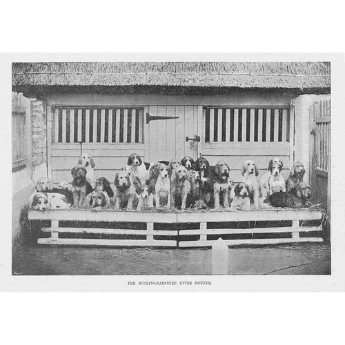 Dogs the buckinghamshire otter - the,