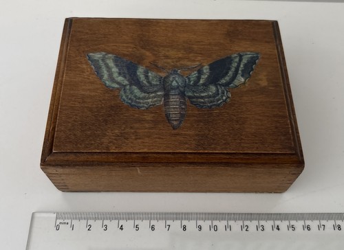 Vintage antique butterfly - butterfly, moth