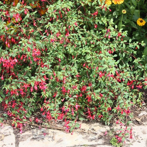 Hardy fuchsia riccartonii - hardy,