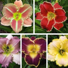 T&M Hemerocallis Collection