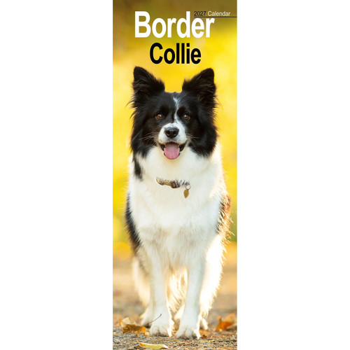 Border collie slim 2027 - border,