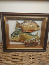 Real Taxidermy Red Bellied