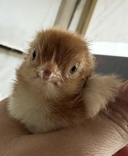 10 Rhode Island Red Hatching