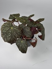 Begonia 'Starry Night' Rare